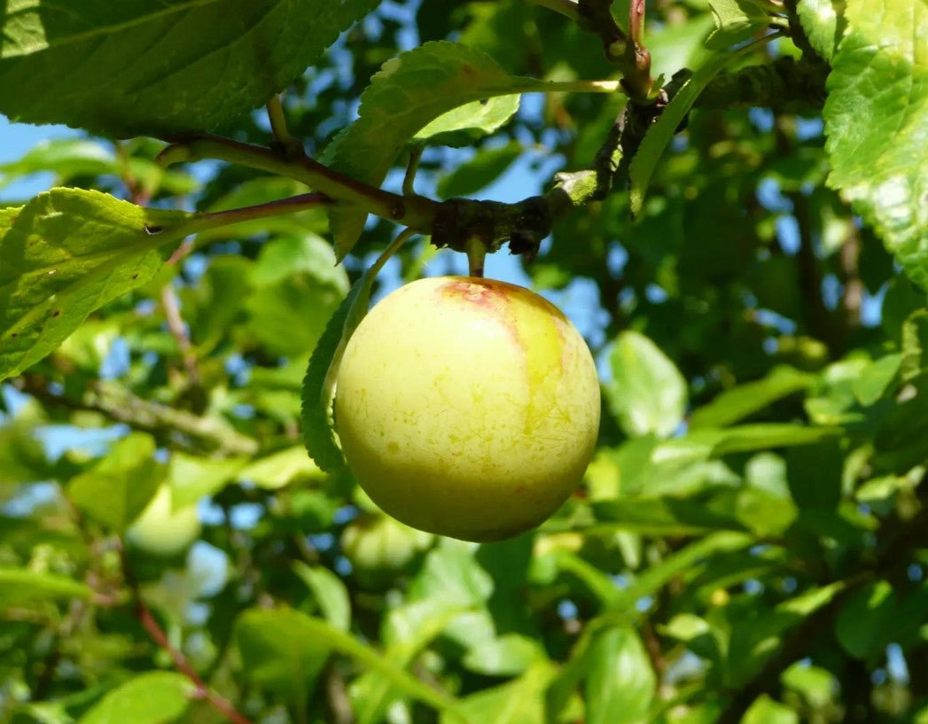 Gage (Prunus) Willingham 12L