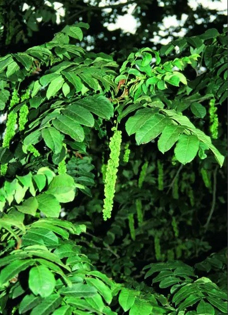 Pterocarya fraxinifolia — 7L Container