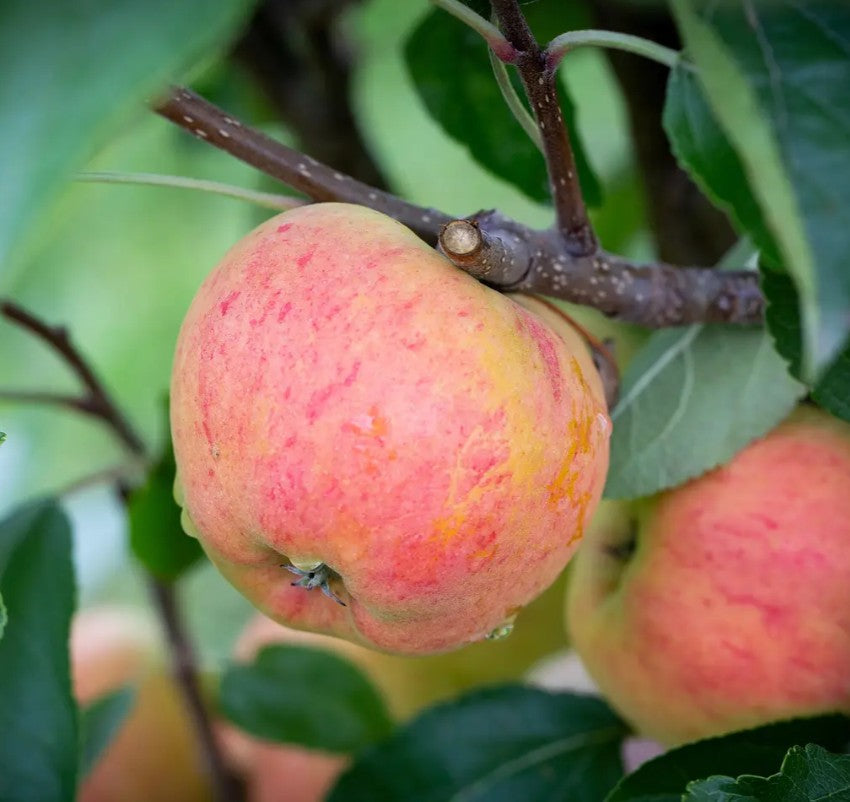 Apple (Malus) Winter Gem M26