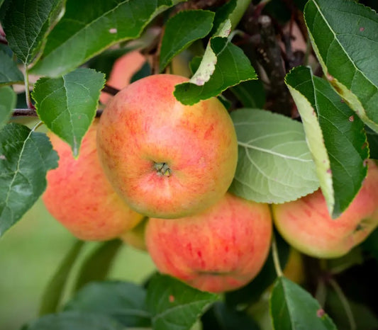Apple (Malus) Winter Gem Cordon M9
