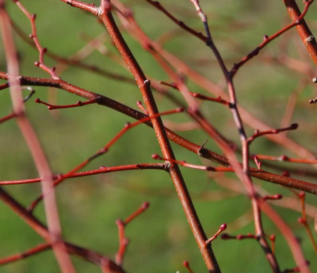 Tilia cor Winter Orange