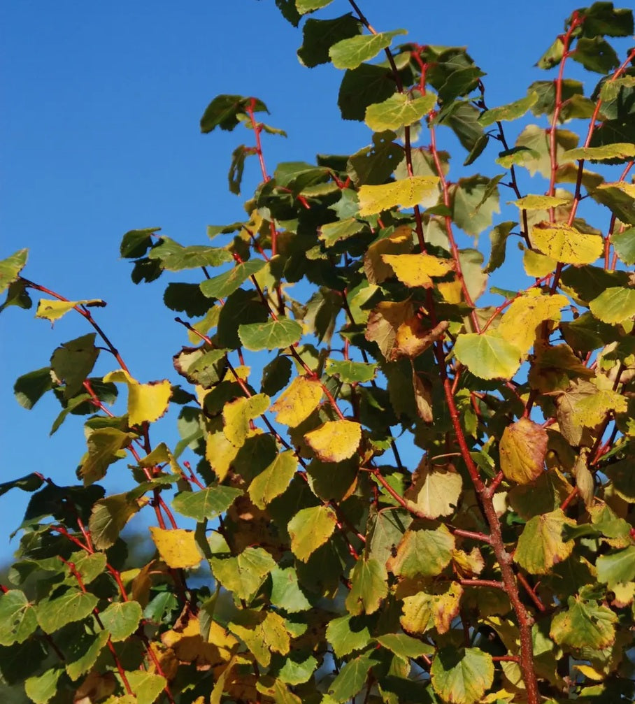 Tilia cor Winter Orange