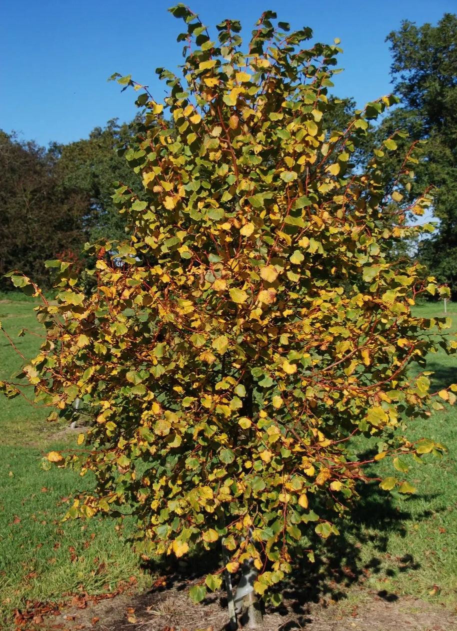 Tilia cor Winter Orange
