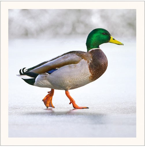Winter Waddle Eco-Card