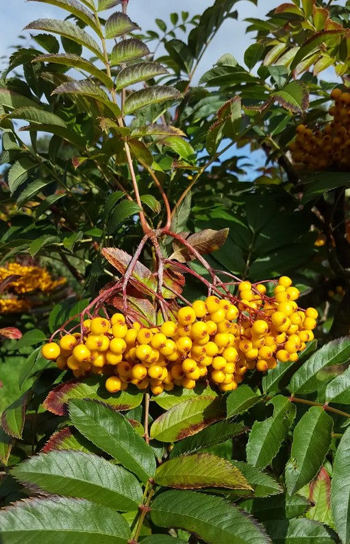 Sorbus Wisley Gold