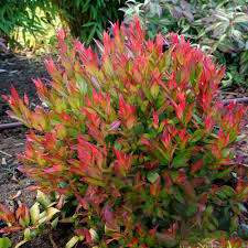 Leucothoe 'Little Flames' 2ltr