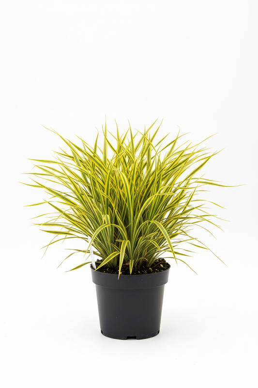 Acorus gramineus Ogon 1ltr compact clump of golden variegated grassy leaves at Pengelly Garden Centre Cornwall