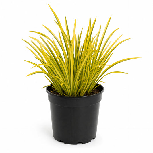 Acorus gramineus Ogon golden variegated sweet flag in 1 litre pot with narrow yellow-striped leaves