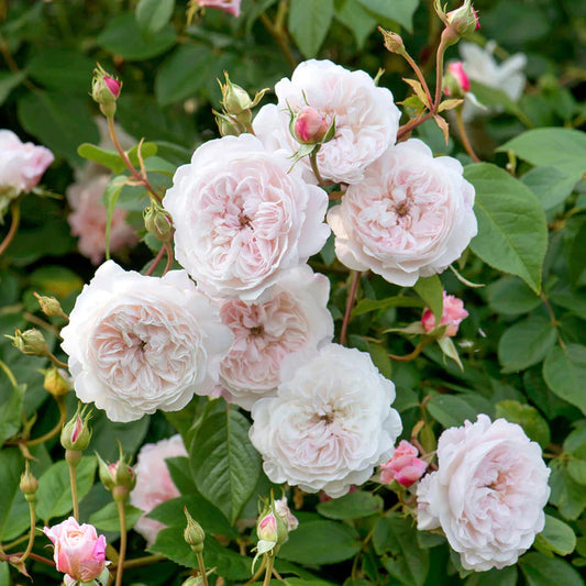 Albright rose shrub with soft pink clustered blooms and glossy dark green foliage