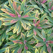 Euphorbia martinii 'Ascot Rainbow' 2L