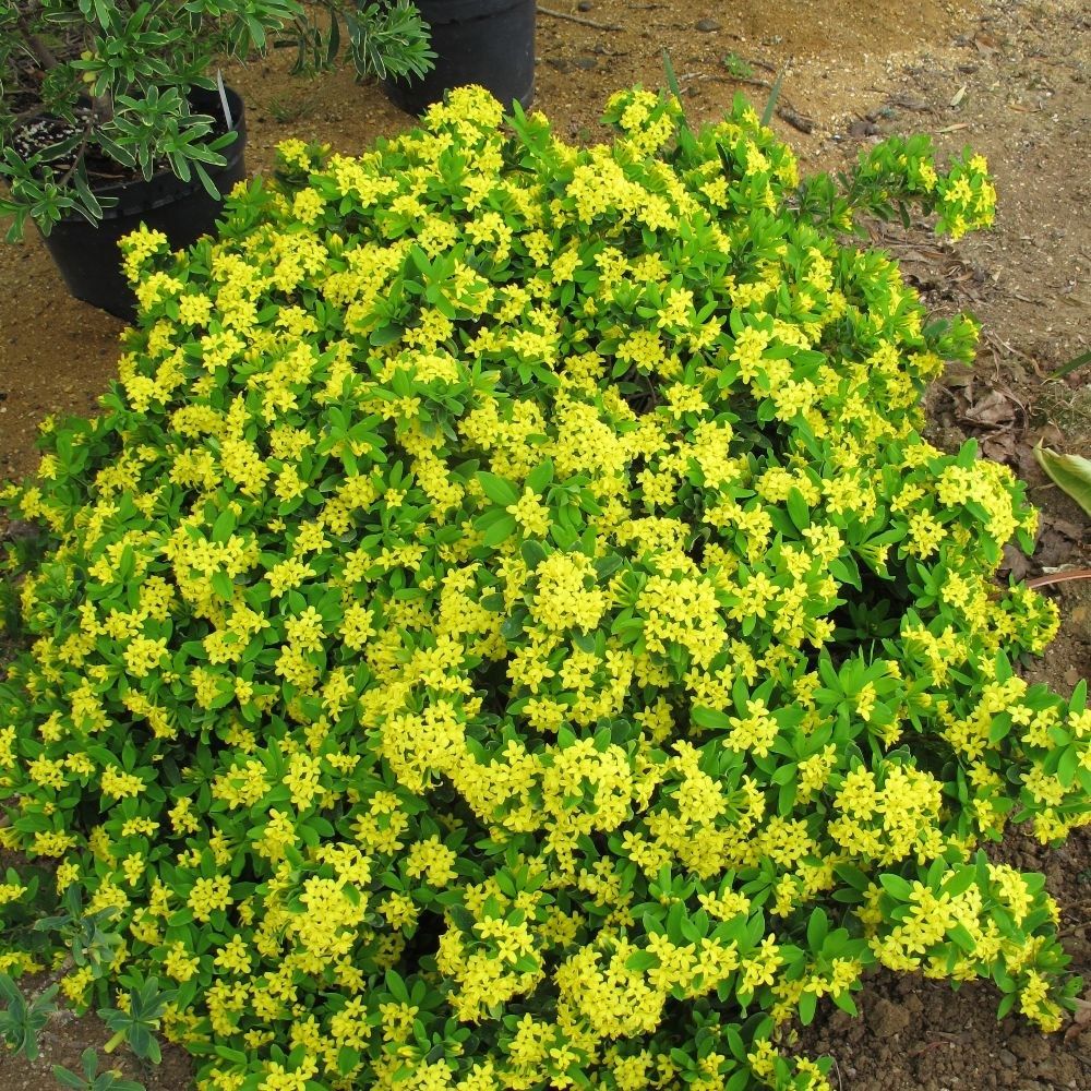 Daphne gemmata 'Royal Crown' 2ltr