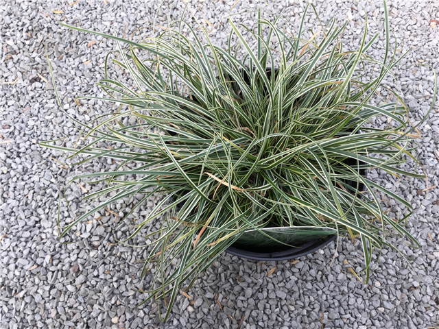 Carex conica Snowline