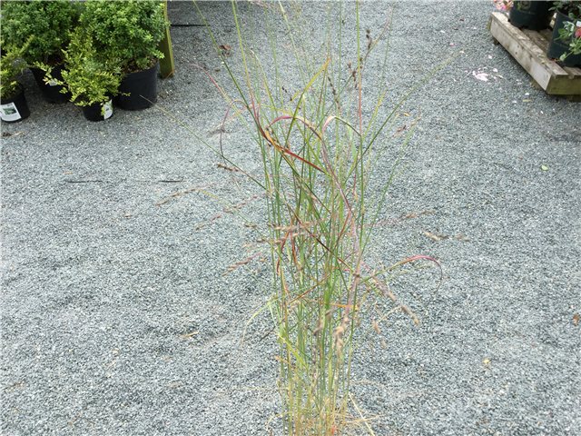 Panicum virgatum 'Shenandoah' 7.5L