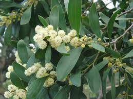 Acacia melanoxylon 5ltr