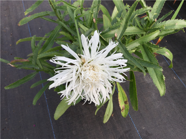 Leucanthemum xs. Snowcap 2ltr