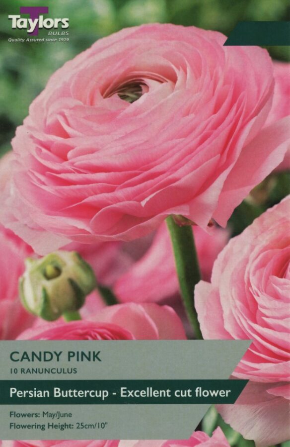 cascading candy-pink bedding plant blooms with green foliage, ideal for borders and containers