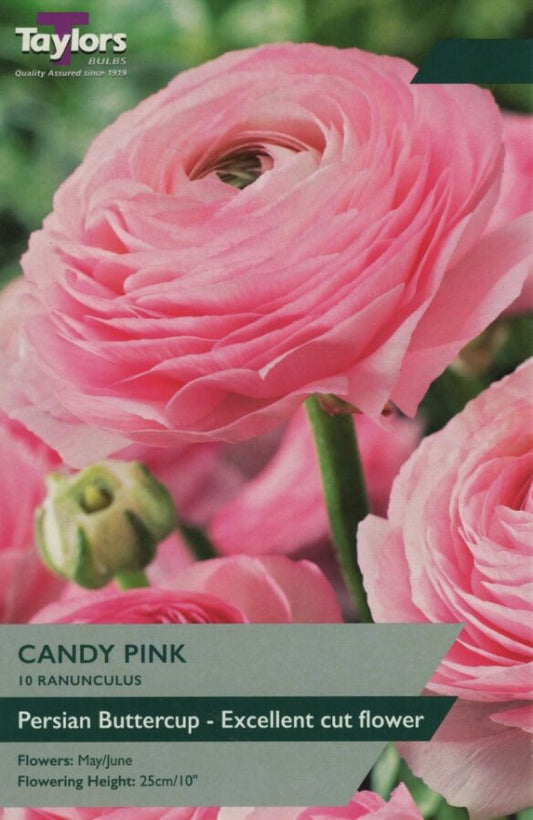 cascading candy-pink bedding plant blooms with green foliage, ideal for borders and containers