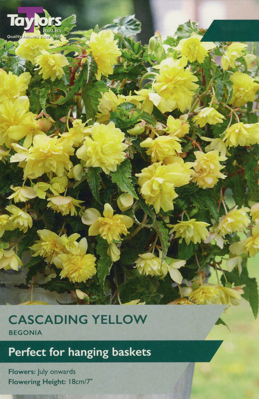 bright yellow garden flowers in clustered heads with glossy green leaves against blurred garden background