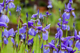 Iris sibirica (blue) 5ltr potted plant with tall narrow leaves and blue iris blooms at Pengelly Garden Centre Cornwall