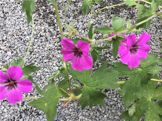 Geranium 'Patricia' 5L