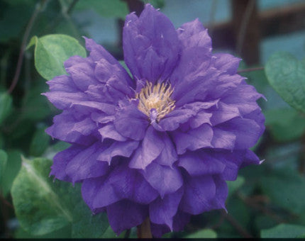 Clematis 'Franziska Maria' 3ltr