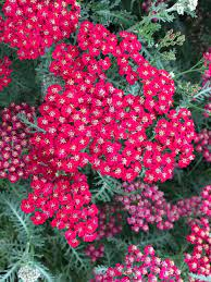 Achillea millefolium New Vintage Rose 3L feathery foliage and sprays of dusky rose-pink blooms at Pengelly Cornwall