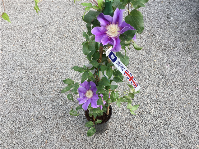 Clematis Kinju Atarashi