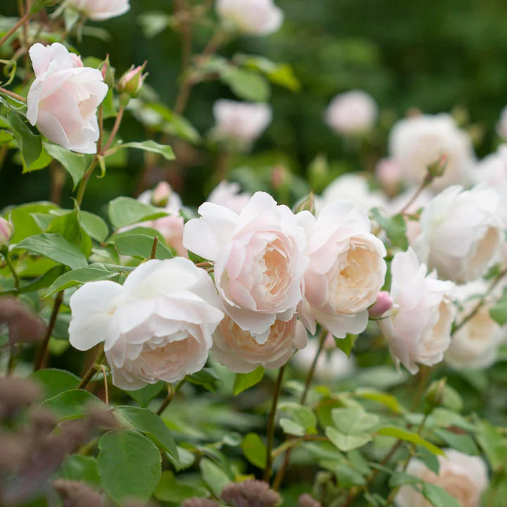 Desdemona potted plant with pale peach-pink double blooms and glossy green foliage on nursery bench