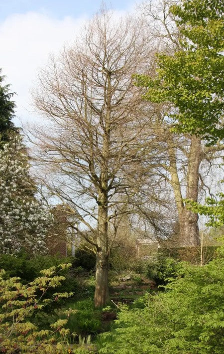 Taxodium distichum