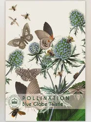 Thompson & Morgan Kew 'Blue Globe Thistle' seeds