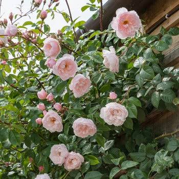 David Austin Rose Elizabeth peach-pink rosette blooms, glossy foliage, Pengelly Garden Centre Cornwall