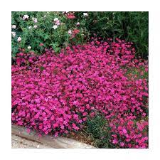 Dianthus deltoides 'Splendens' 11cm