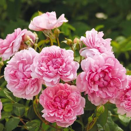 David Austin Rose Elizabeth apricot-pink shrub rose in bloom with cupped petals at Pengelly Garden Centre Cornwall