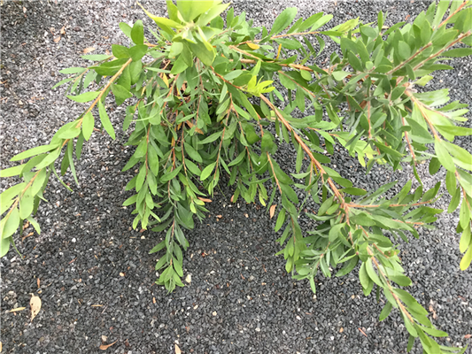 Callistemon citrinus Stem P22