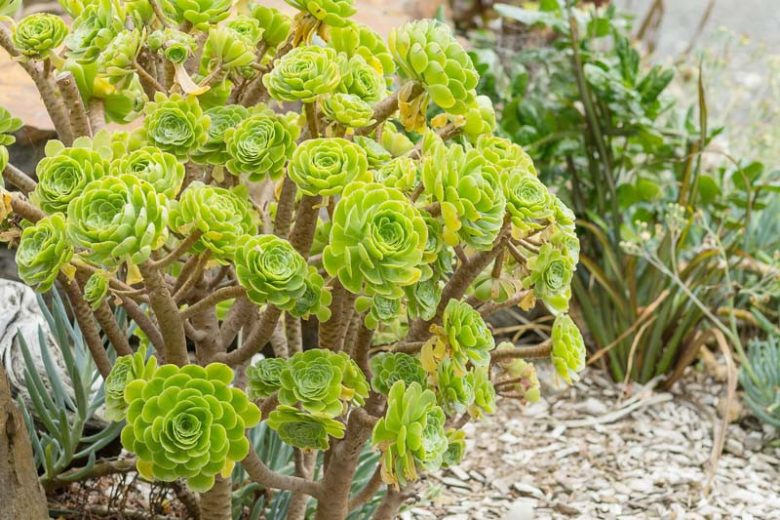 Aeonium arboreum  9cm