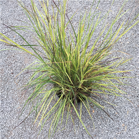 Schizachyrium Scoparjum Blue Heaven