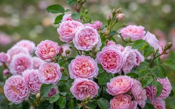 David Austin Rose Eustacia Vye apricot-pink cupped blooms and glossy foliage potted at Pengelly Garden Centre Cornwall