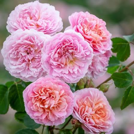 David Austin Rose Eustacia Vye apricot ruffled rose with dark green leaves at Pengelly Garden Centre Cornwall