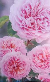 David Austin Rose Eustacia Vye apricot-pink rosette bloom with dark glossy foliage at Pengelly Garden Centre Cornwall