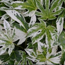 Fatsia japonica 'Spider's Webb' P27
