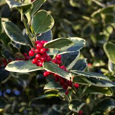 Ilex argentea marginata pyramid self pollinating female 7.5ltr