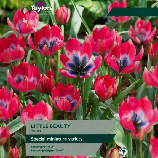 Tulip 'Little Beauty' 15 bulbs