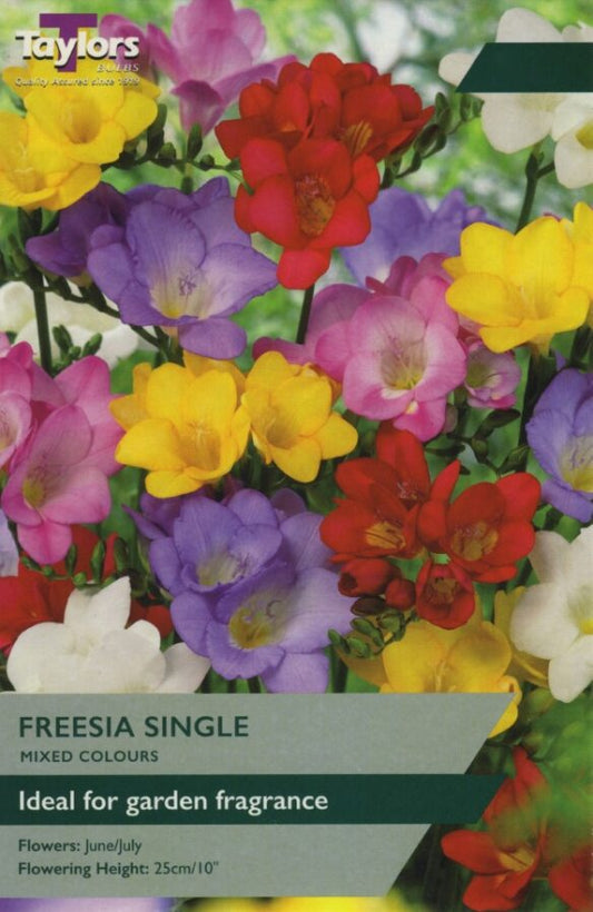 Vibrant mixed-colour freesia blooms with green foliage, fragrant bulbous spring flowers for borders or containers