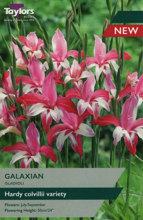 Galaxian petunia bedding plant with deep purple flowers speckled white, trailing growth for containers and borders