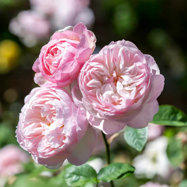 Delicate white flower with fresh green foliage, ideal for cottage garden borders and pollinator-friendly planting
