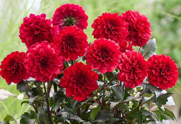 Dahlia 'La Bella Grande Chocolate Red'