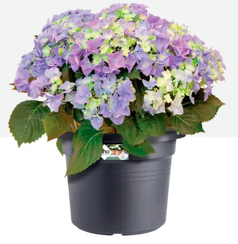 Elho Green Basics Cylinder 80cm Living Black