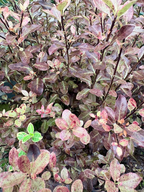 Pittosporum tenuifolium 'Tom Thumb' 3Ltr