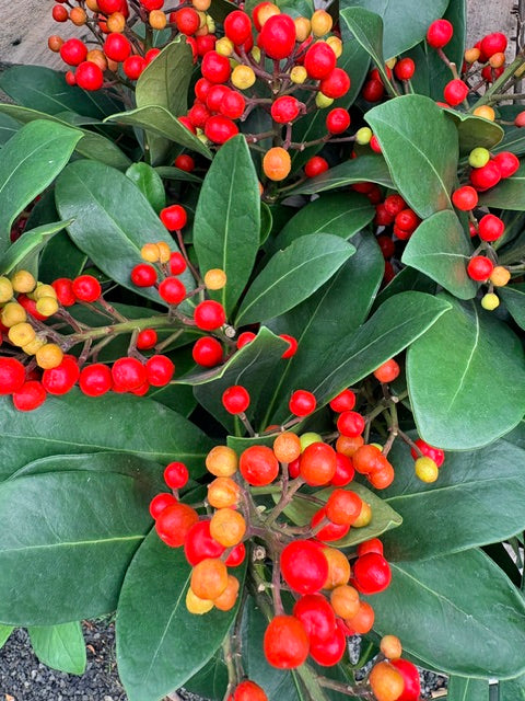 Skimmia Gold series Berry Mix 3Ltr