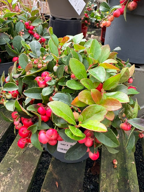 Gaultheria procumbens 'Big Berry' 2ltr pot